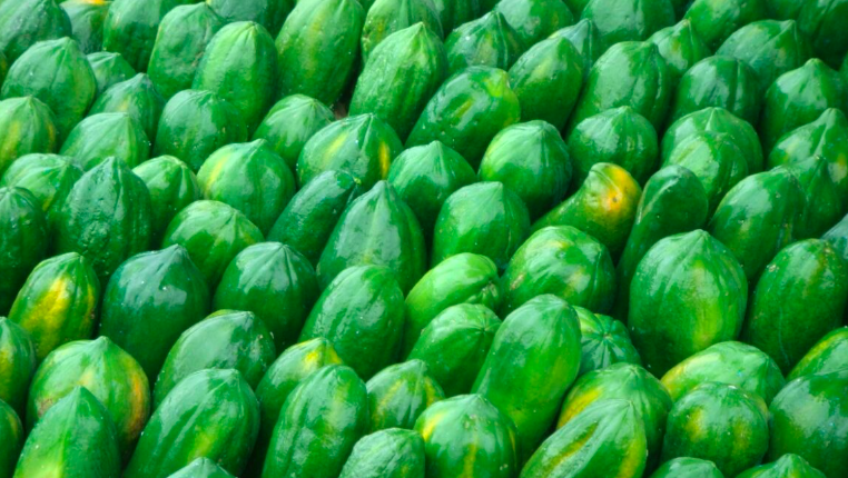 Desarrollo De La Planta Y Sus Características Florales Papaya