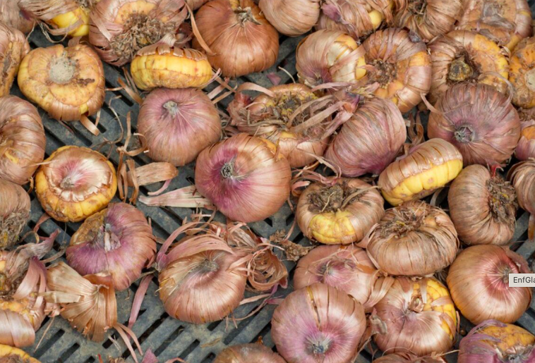 Enfermedades En El Cultivo De Esta Ornamental Cuya Demanda No Disminuye. Gladiolo