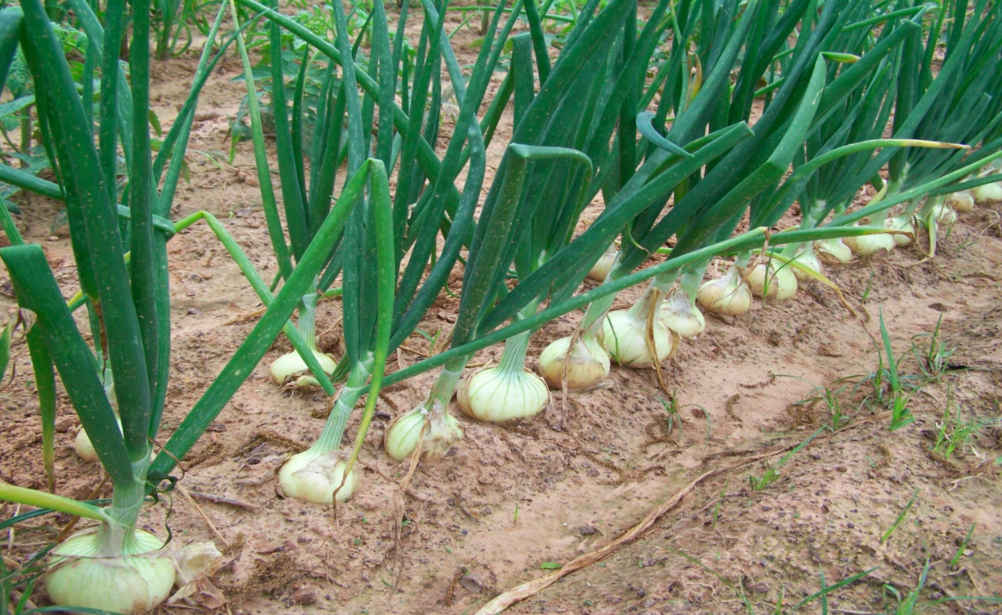 Impacto Del Estado Nutricional Del Cultivo Sobre Los Rendimientos Y La Calidad. Cebolla
