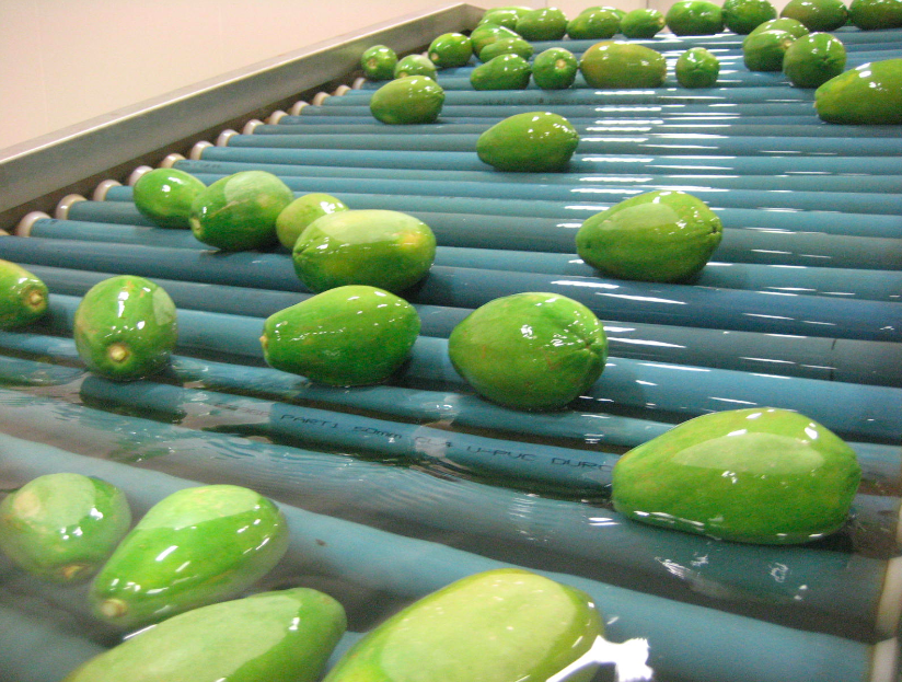 Papaya Tratamientos Hidrotérmicos En El Control De Patógenos Y Plagas