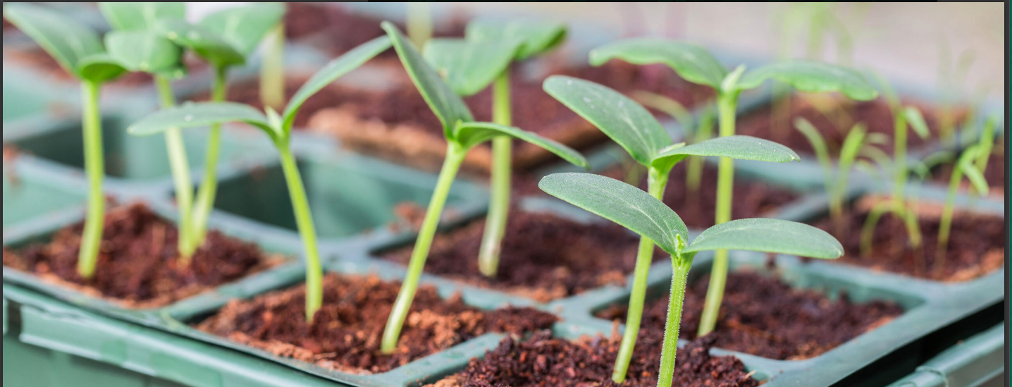 Desarrollo De Variedades Cultivables Adecuadas A Las Condiciones Y Recursos Del Productor. Fitomejoramiento