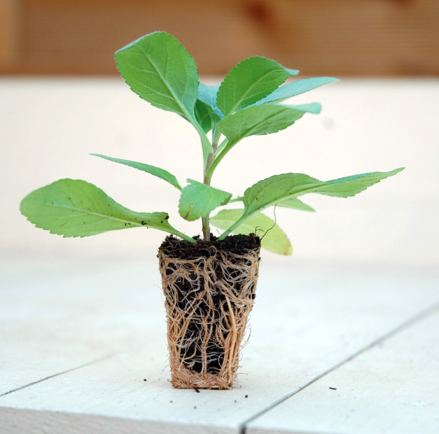Aspectos De La Germinación, Desarrollo Y Calidad De Las Plántulas Producidas