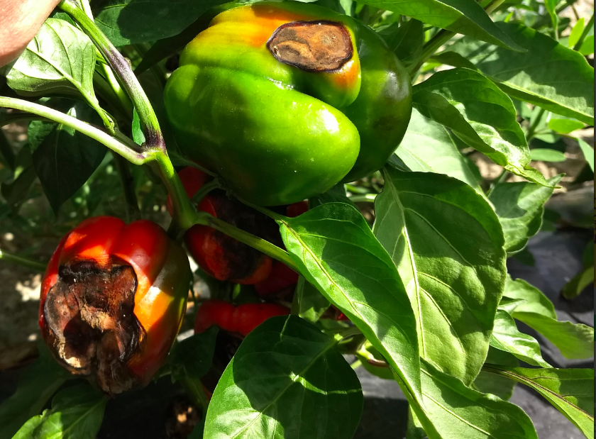 Condiciones Que Pueden Favorecer La Pudrición Del Fruto Por Alternaria