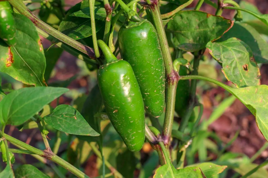 Detección Oportuna Y Estrategias De Control Integral Del Barrenador. Chile Jalapeño