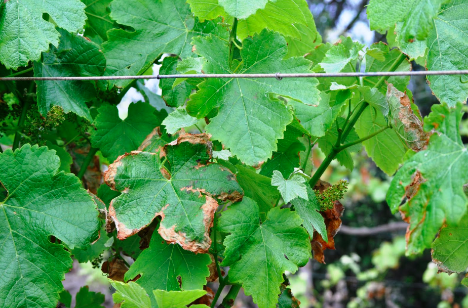 Alteraciones En El Metabolismo De Las Plantas Debido A Estrés Salino