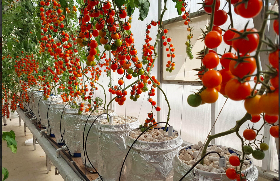 La Solución Nutritiva Entrega Todos Los Nutrientes Necesarios Para El Desarrollo De La Planta Y Satisface Los Requerimientos Fisiológicos De Crecimiento.