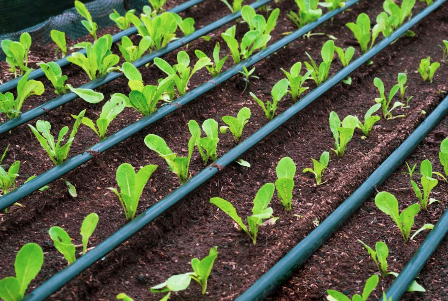 La Absorción De Nutrientes Como Base De Fertirrigación