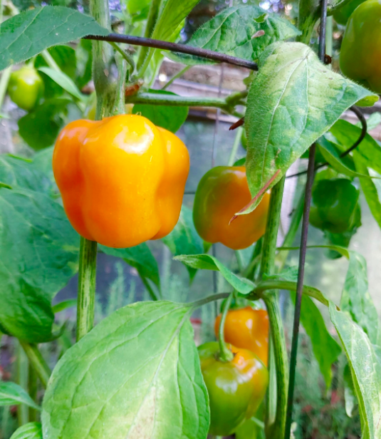 Aspectos De Producción De Esta Hortaliza De Zonas Altas Y Templadas