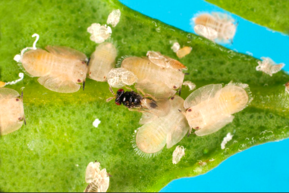 El Hlb, Peligrosa Enfermedad Para La Citricultura Mexicana Y Mundial