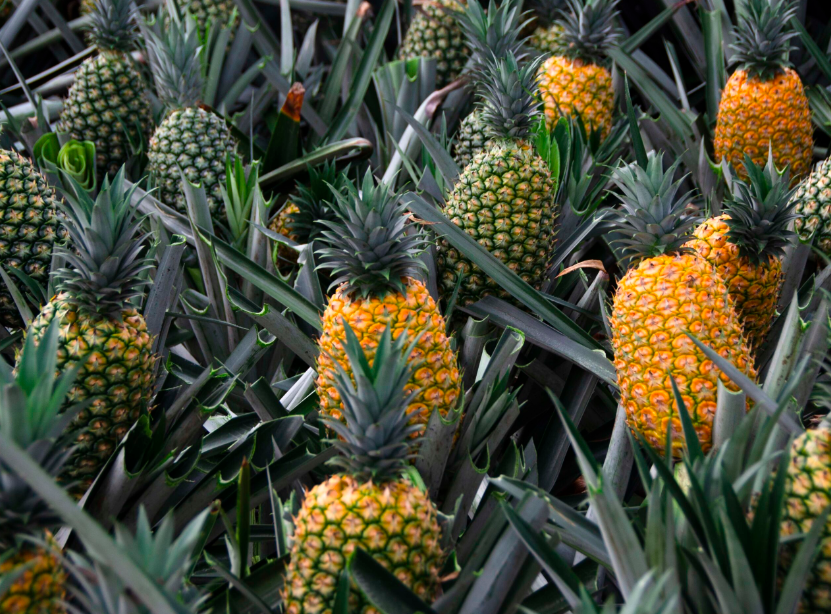 Influencia Del Clima Y Enfermedades Sobre La Producción Y Calidad Del Fruto. Piña