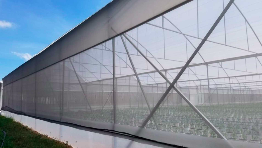 Insectos Antagonistas Y Mallas Para Controlar Áfidos En Tomate