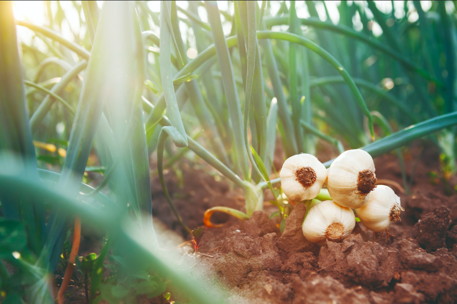 Ajo Virosis Y Principales Problemas Sanitarios Del Cultivo