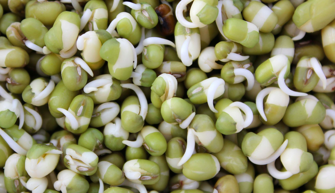 Consideraciones En La Producción De Germinados Para Consumo Humano