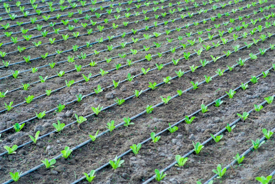 El Riesgo Persistente Del Retraso De Las Lluvias En La Agricultura De Temporal