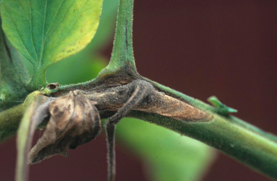 Nutrición Y Prácticas De Fitoprotección De Cultivos Para Controlar Botritis Cinerea