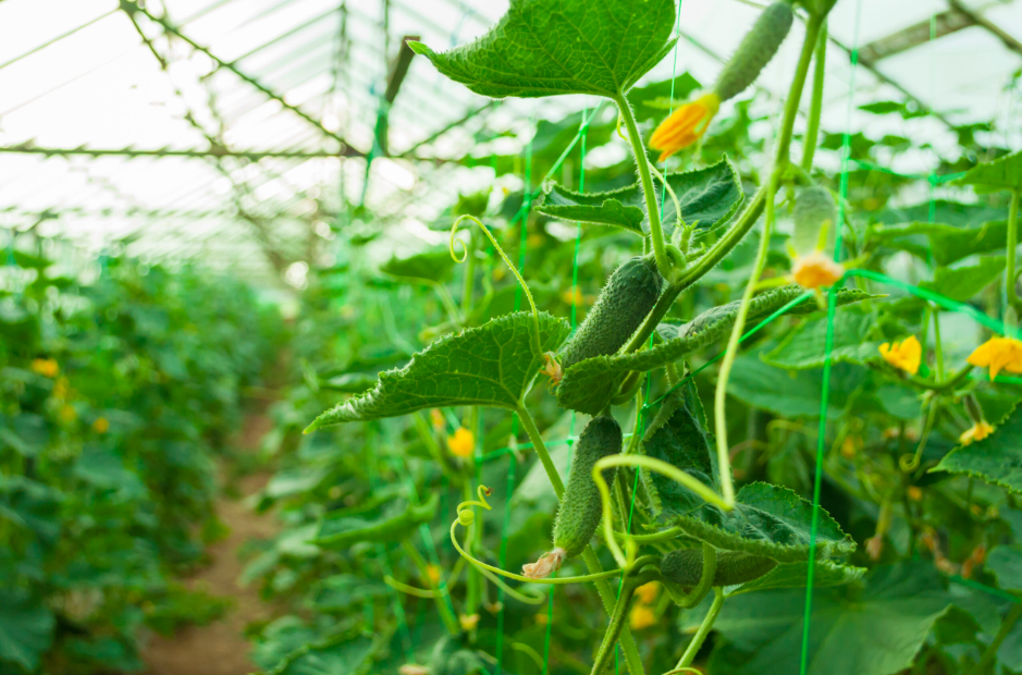 Poda Y Mantenimiento De La Calidad Del Pepino Cosechado