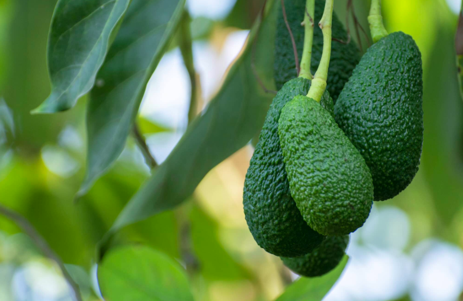 Aguacate