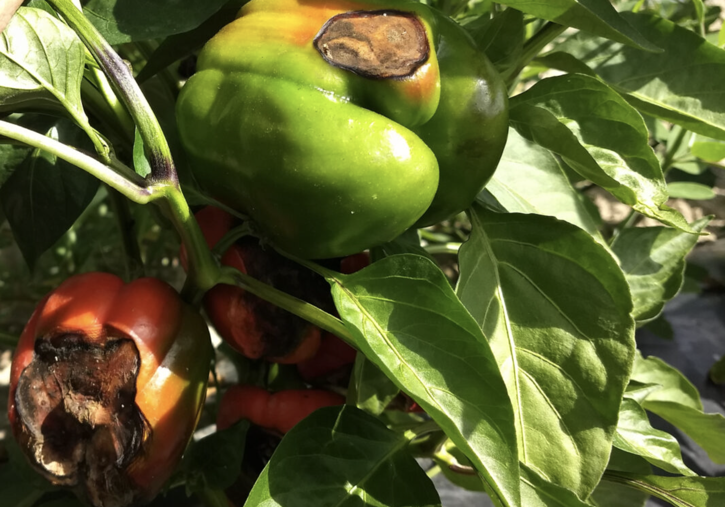Pimiento, Condiciones Que Pueden Favorecer La Pudrición Del Fruto Por Alternaria