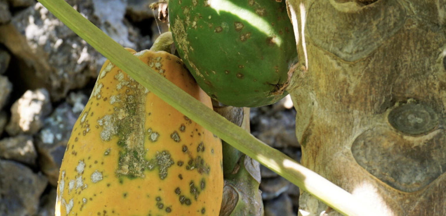 Papapaya. Antracnosis, Culpable De Producir Enormes Pérdidas Al Cultivo