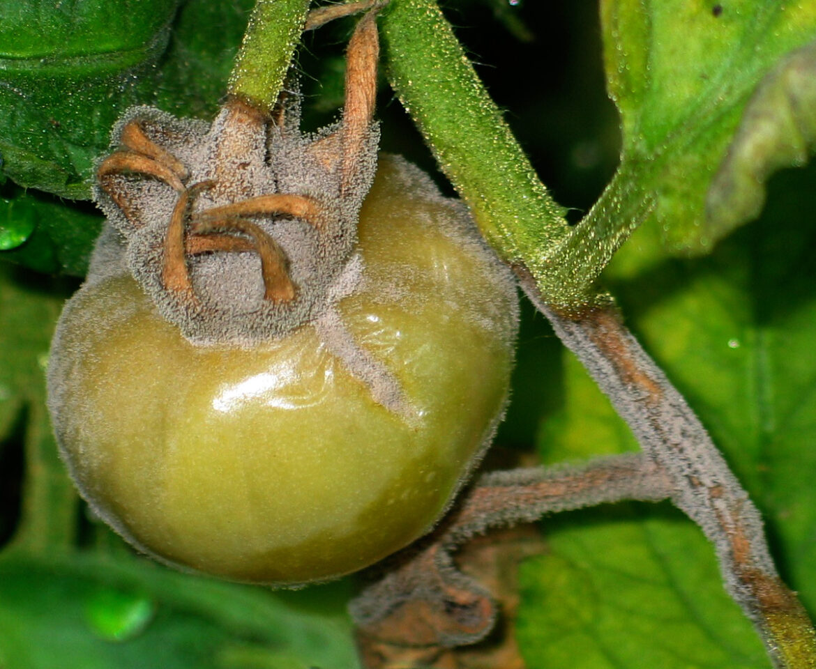 Tomate