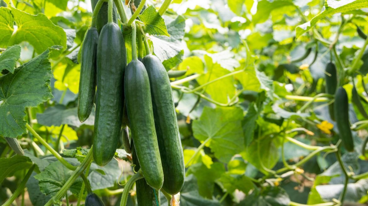 Pepino