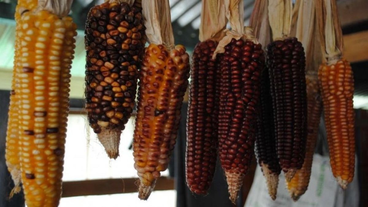 El Extraordinario Maíz De México Que Se Fertiliza A Sí Mismo Y Que Puede Revolucionar La Agricultura