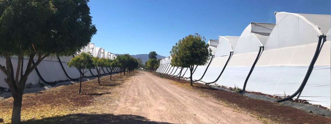 Control Efectivo De Plagas En Invernadero