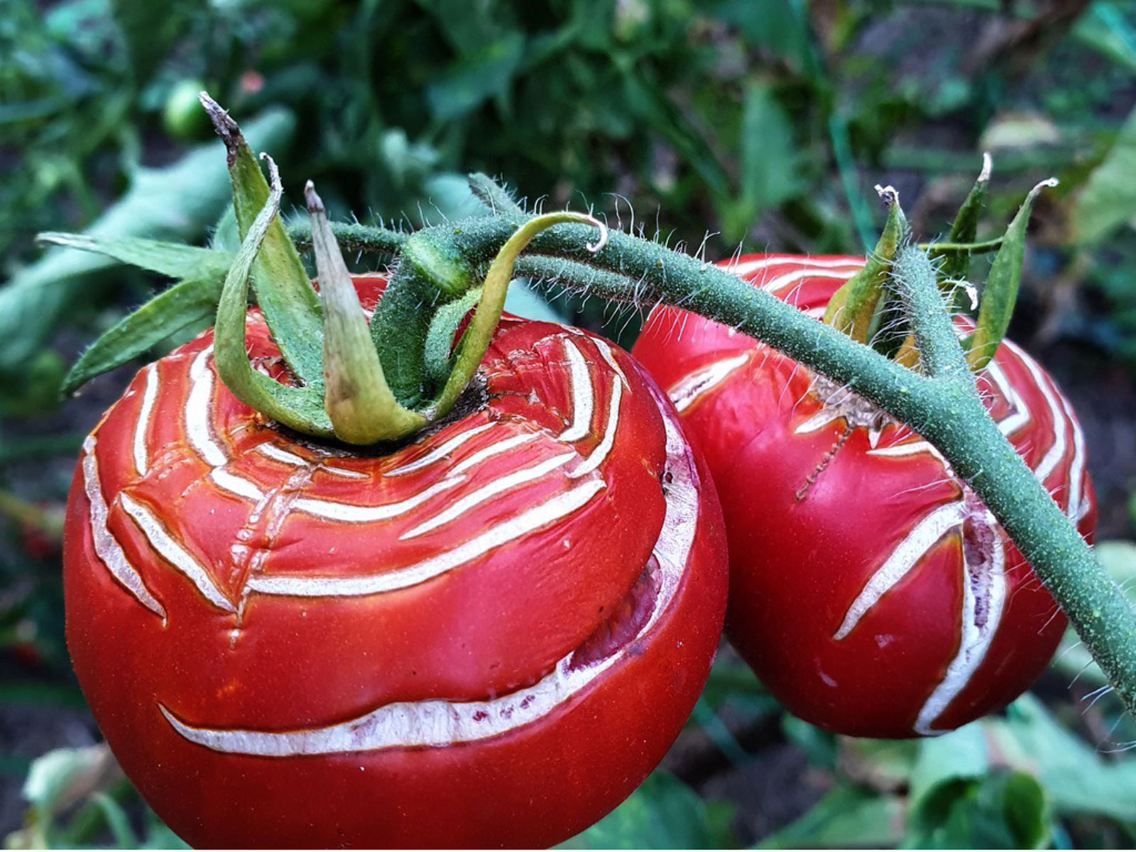 Tomate