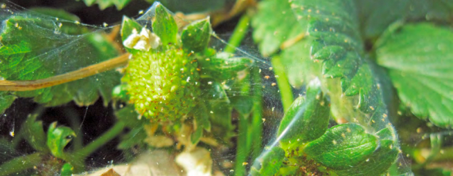 Araña Roja