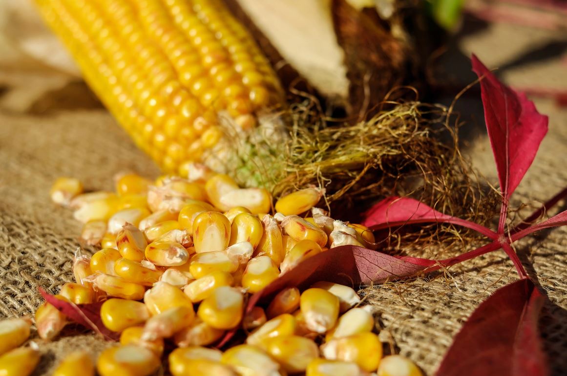 Maíz Grano Cultivo Representativo De México