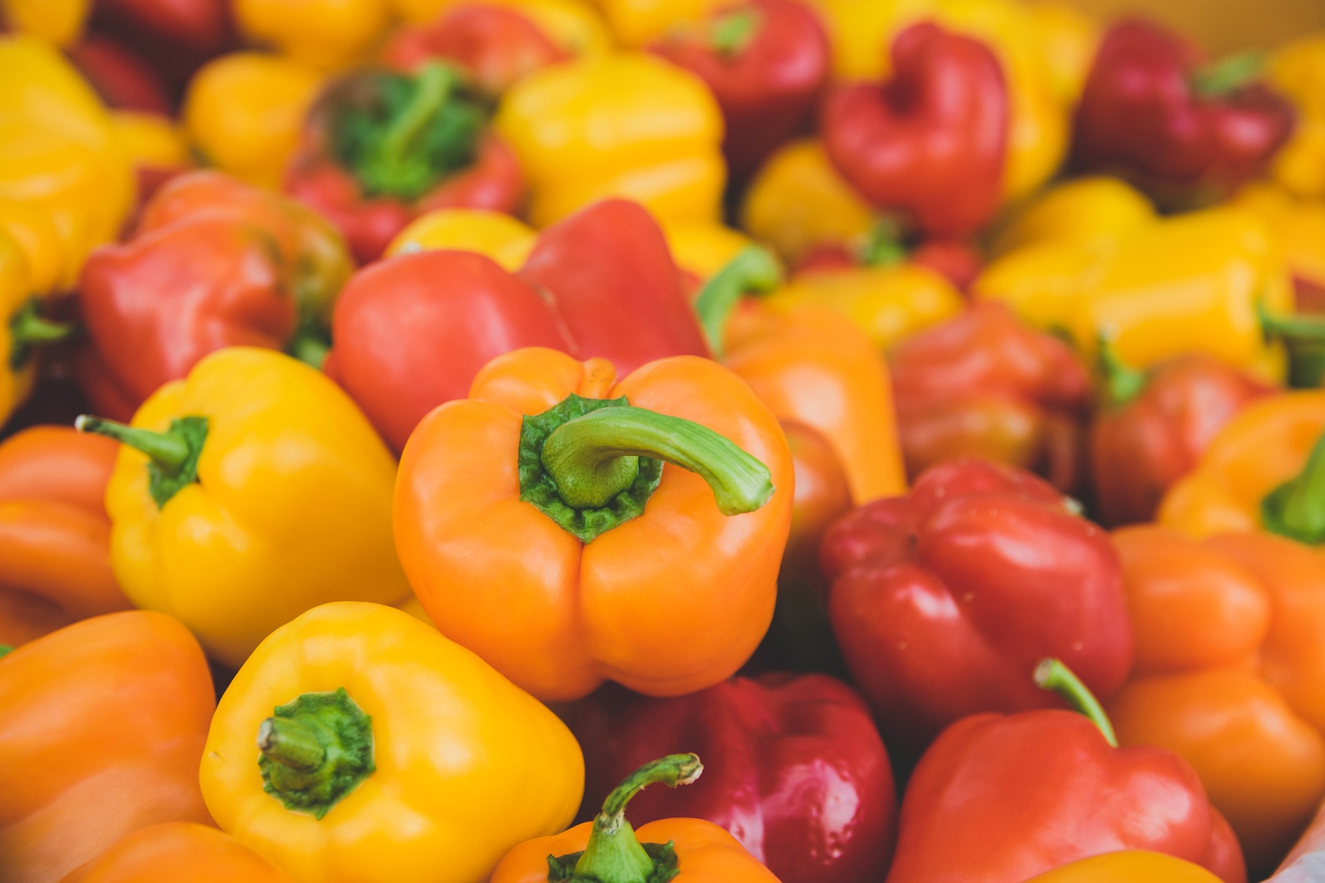 CAPSICUM ANNUUM